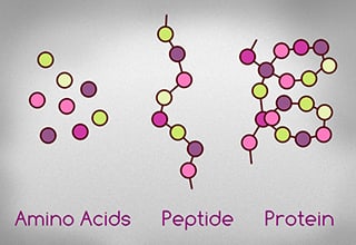 amino acid, peptide, protein