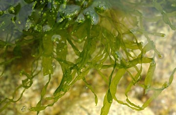 Herb Image
