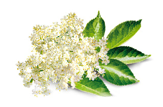 [Elderflower]